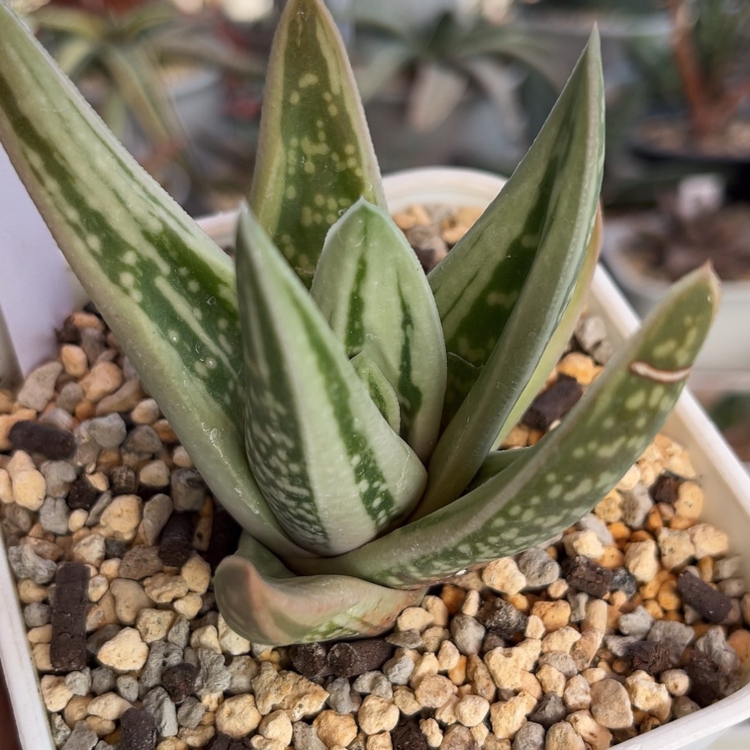 519脱土发货1111111