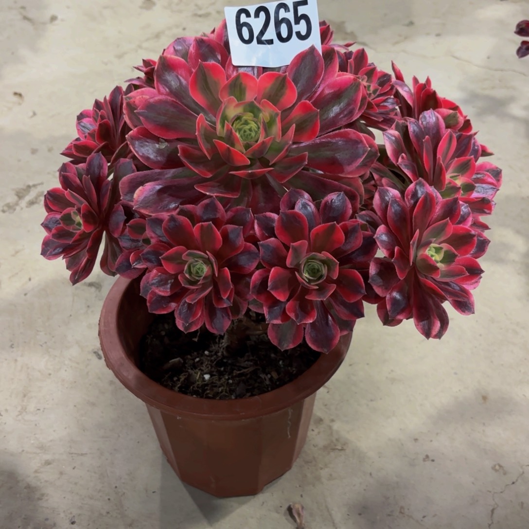 无花朵6265女妖111111