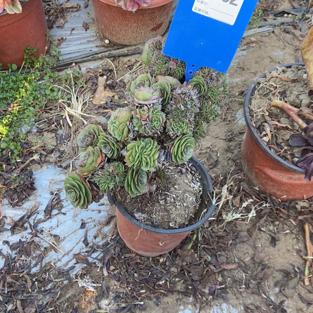 知***哥262万圣节干伤处理