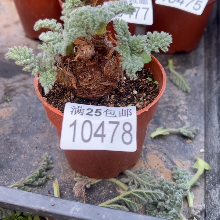羽叶洋葵478，一物一拍