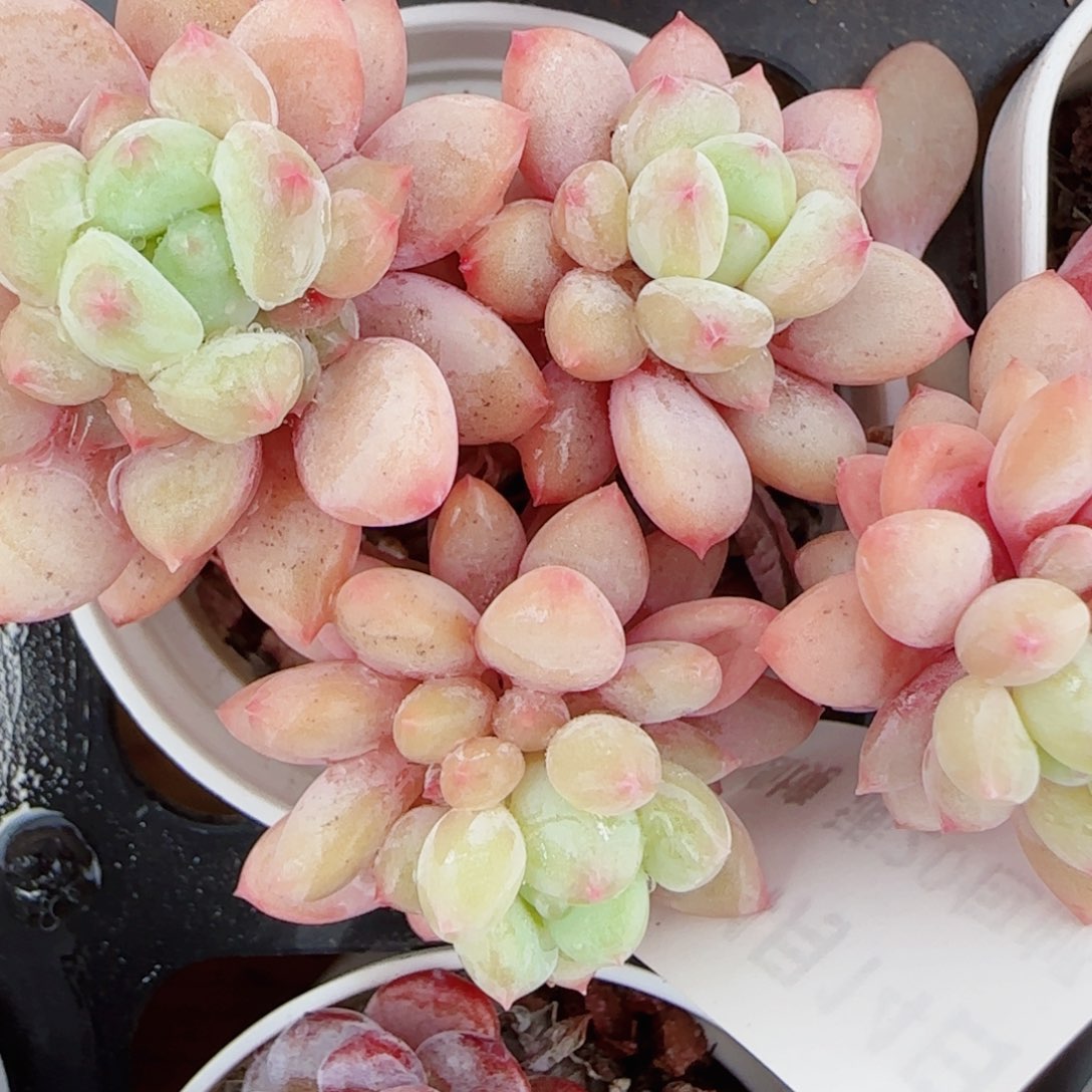 花语逸镜0414-184