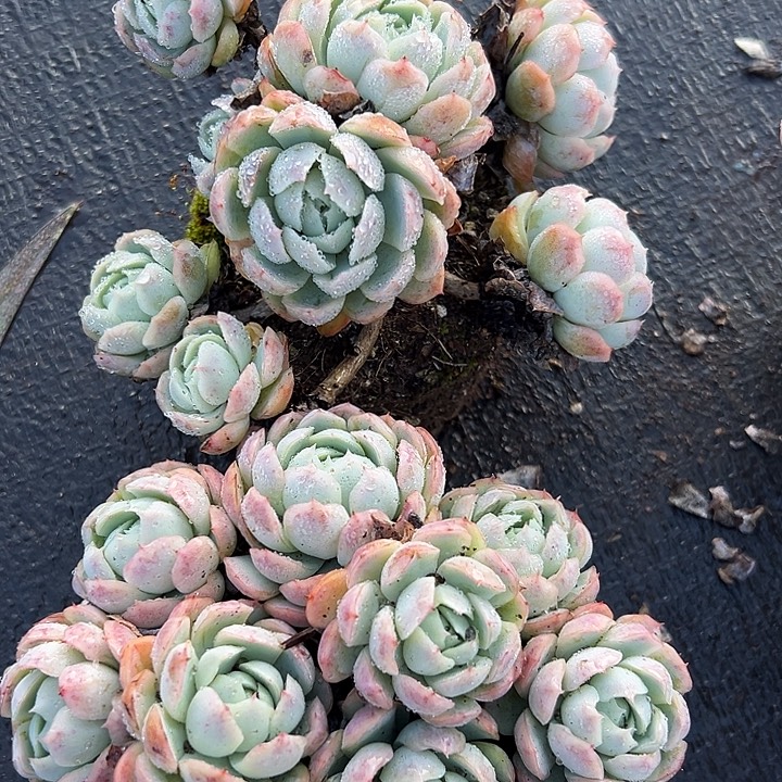 贝瑞2盆。              