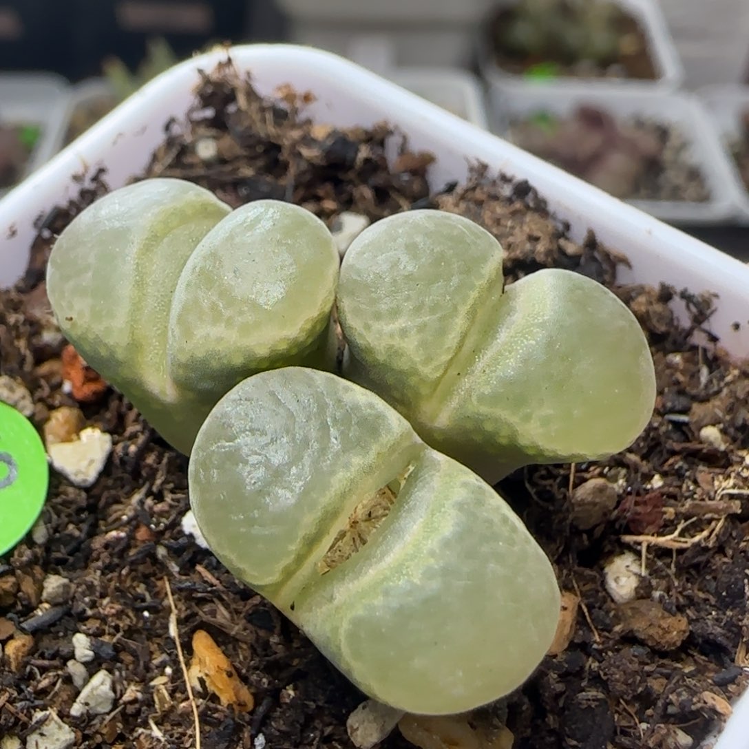漂漂亮亮多肉植物995