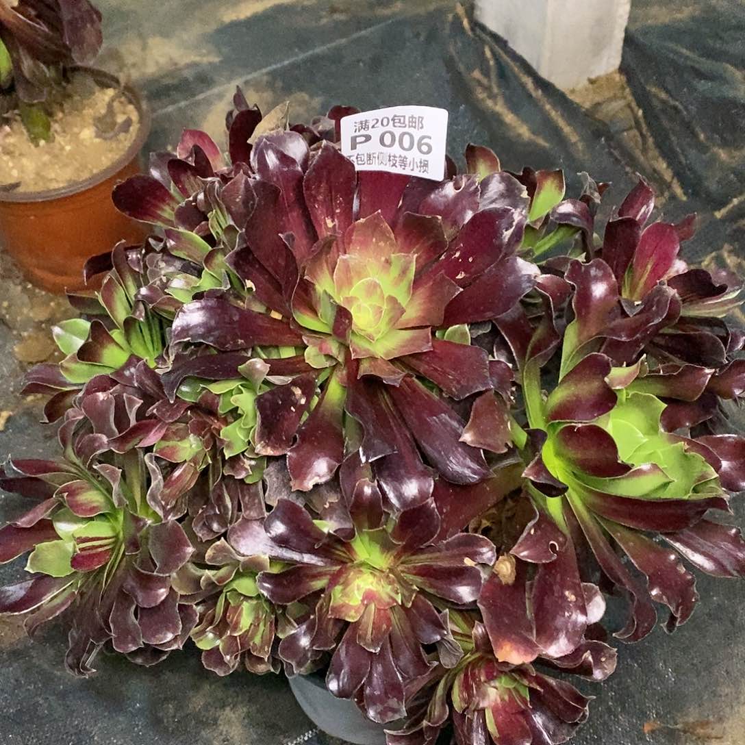 006欧若拉多肉法师