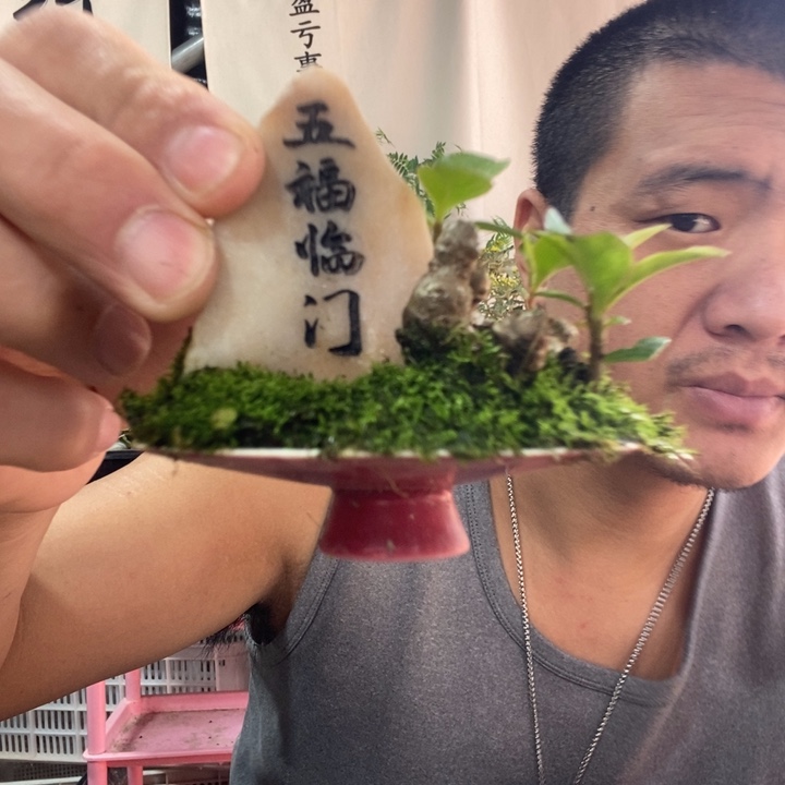 用***2以实际为准盆景盆栽绿植