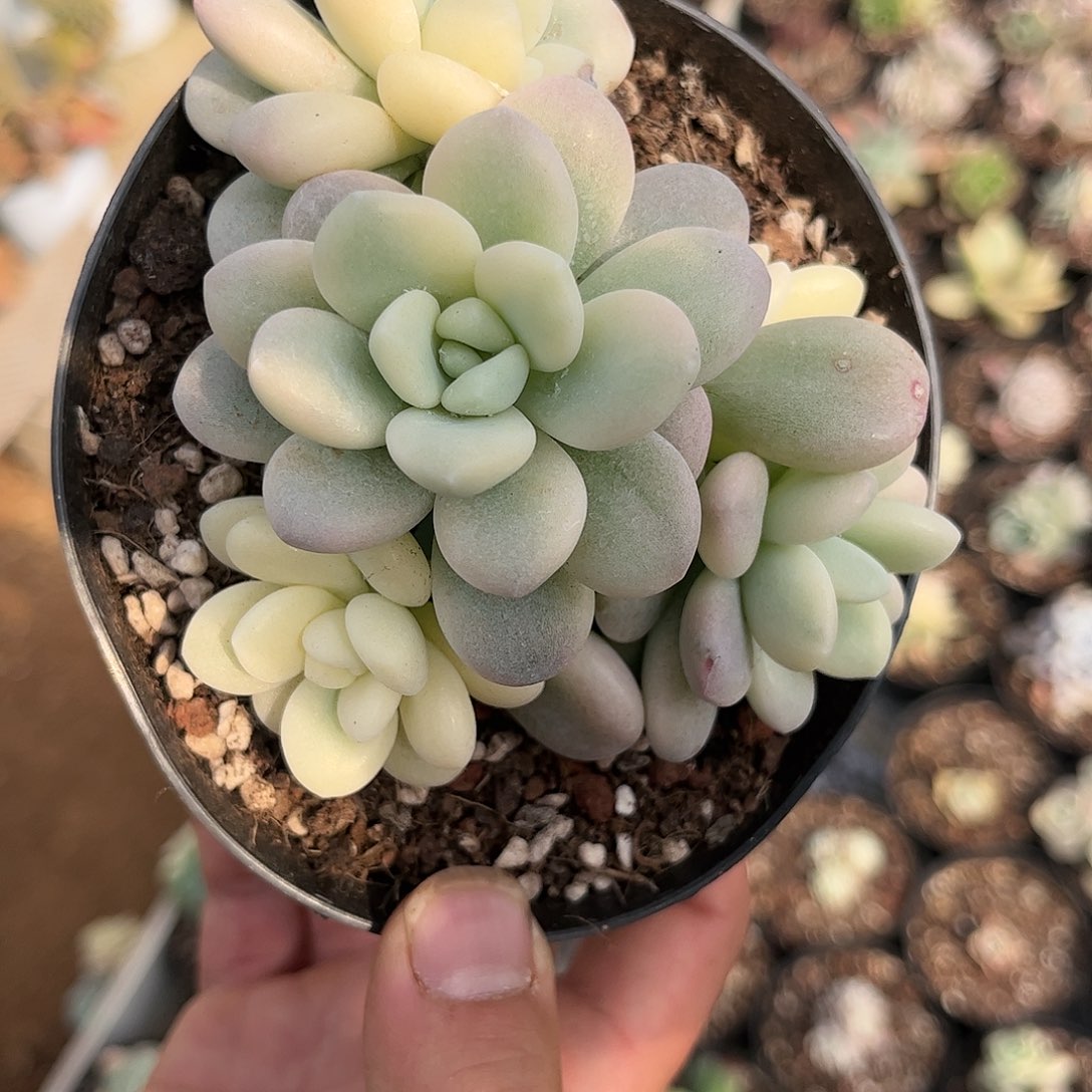 寄养链接的肉肉的