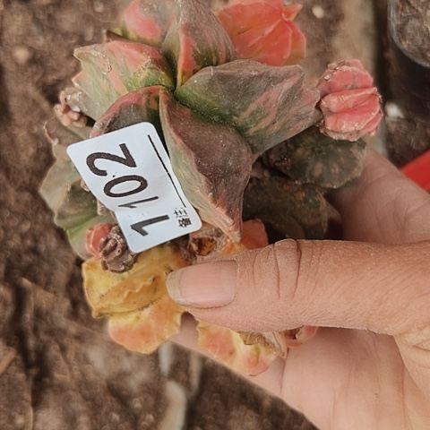 1102处理瑕疵无根仙人球