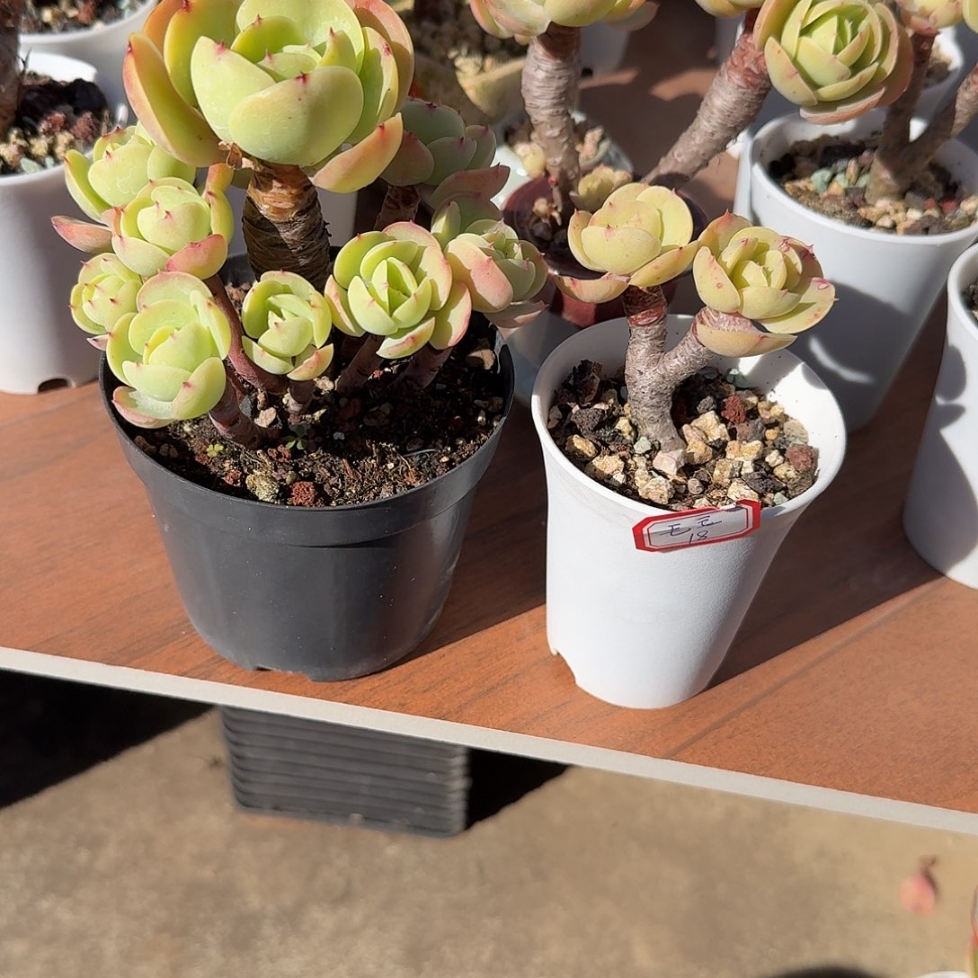 毛***妈鸡蛋碧桃多肉植物两颗