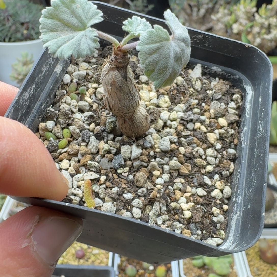 枝干洋葵多肉。