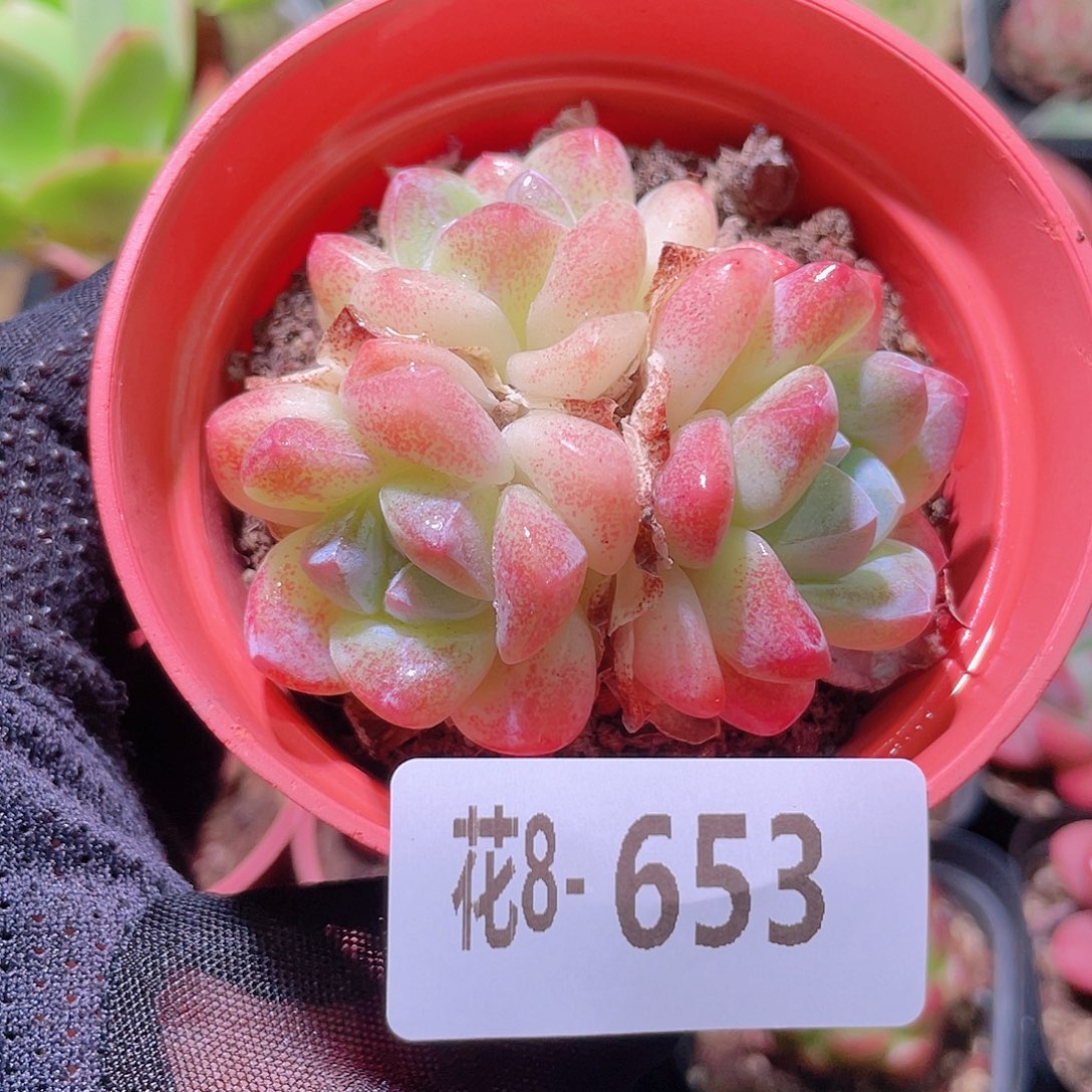 花利美8-653冰玉群