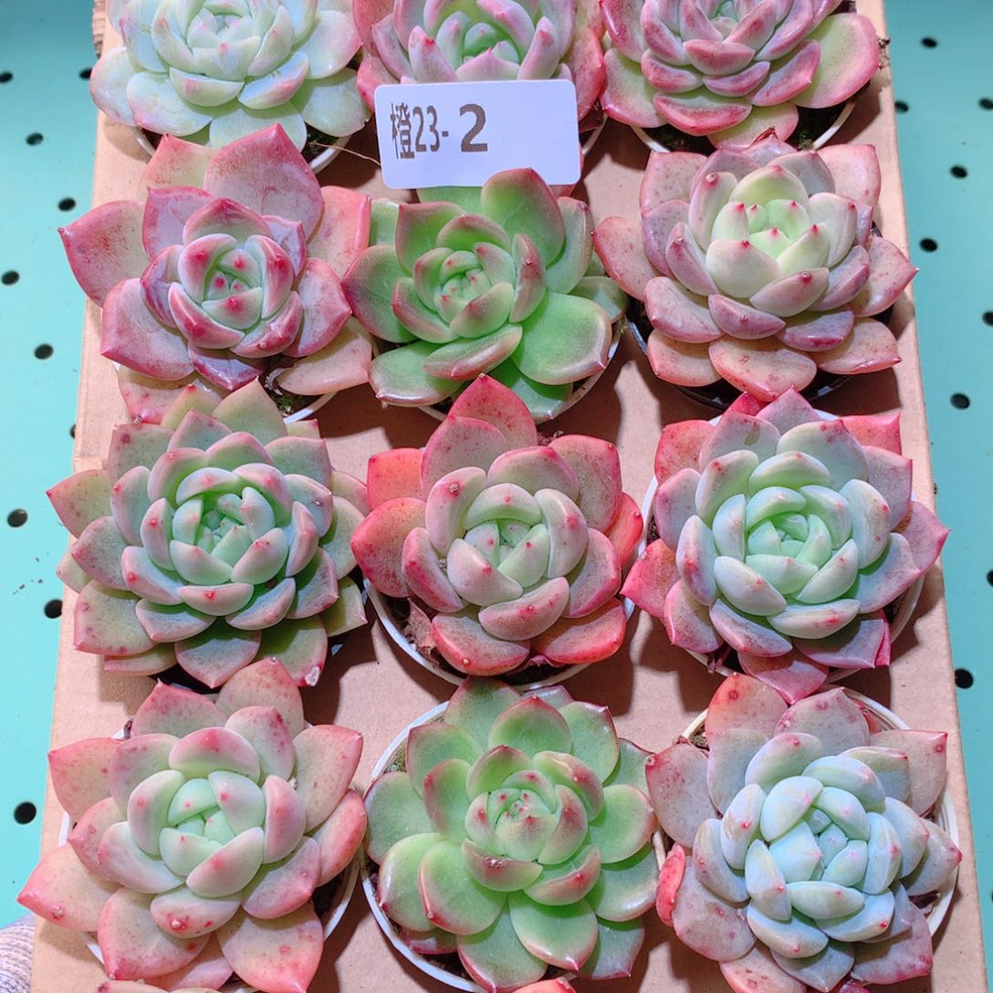 23-2一物一拍多肉带盆18颗