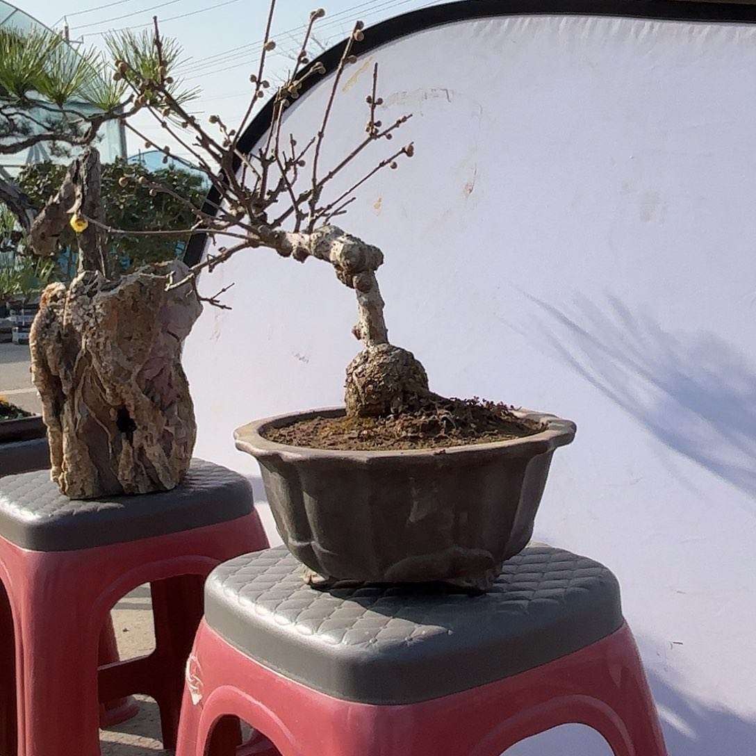 无花朵腊梅盆景造型盆栽花卉