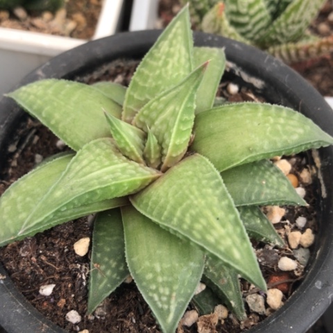 原始硬叶多肉植物