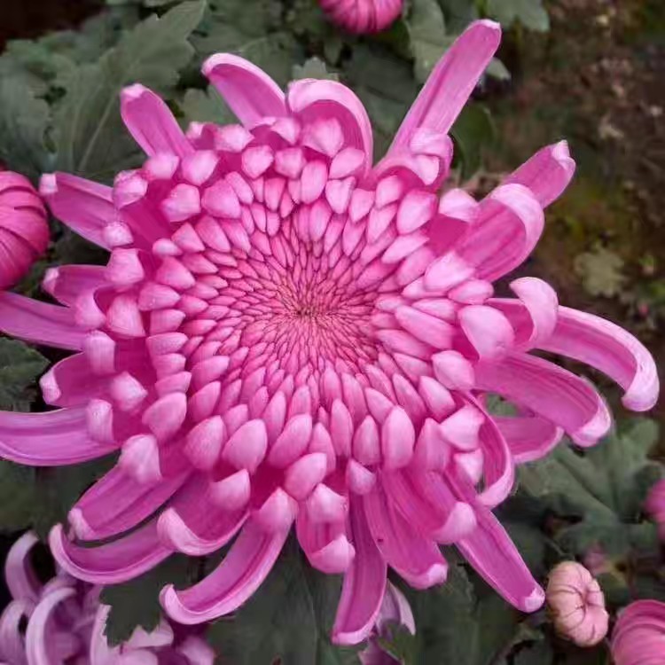 【带花苞发货】紫绣球   菊花盆栽多年生耐寒耐热好养绿植花卉