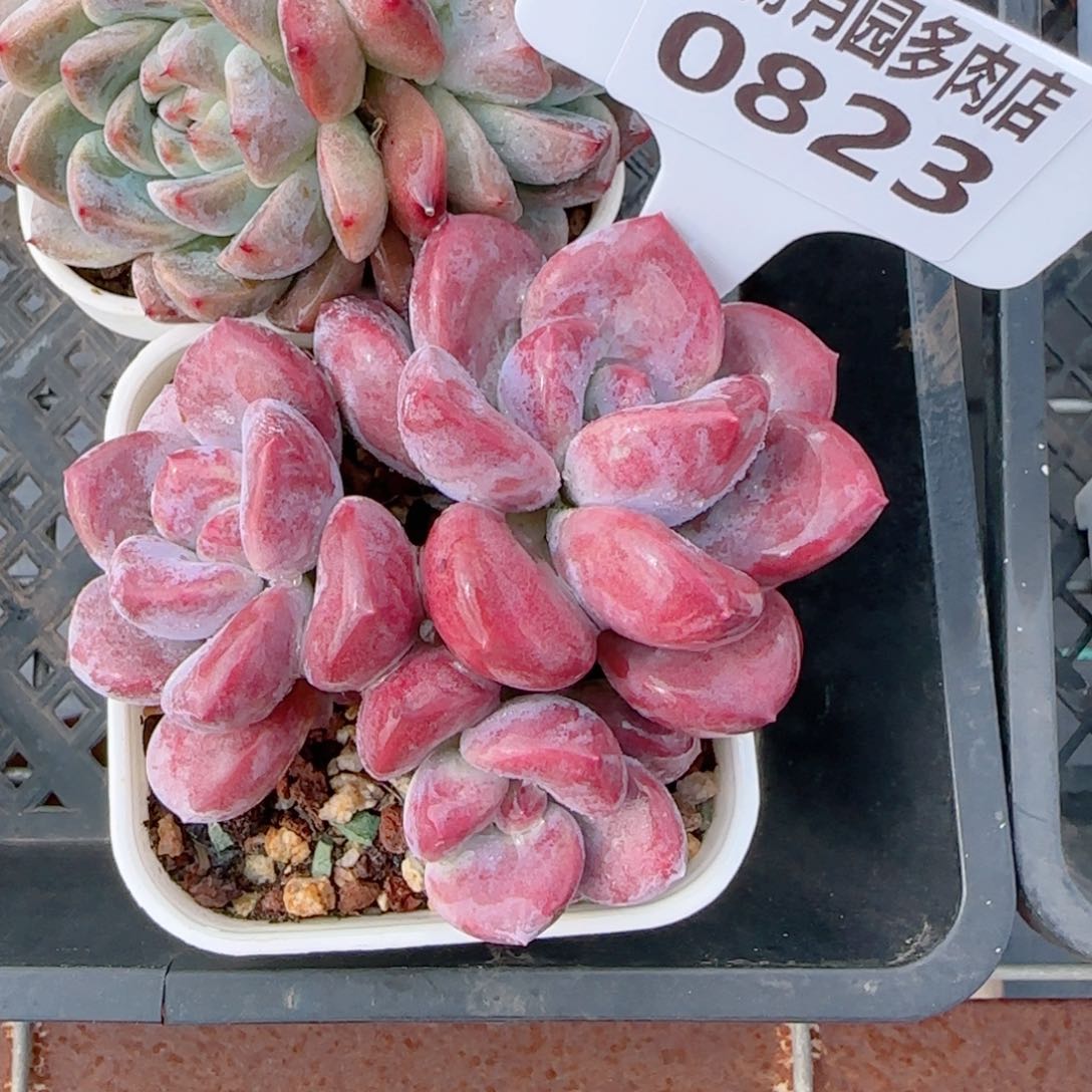 ～****子多肉植物0823……………