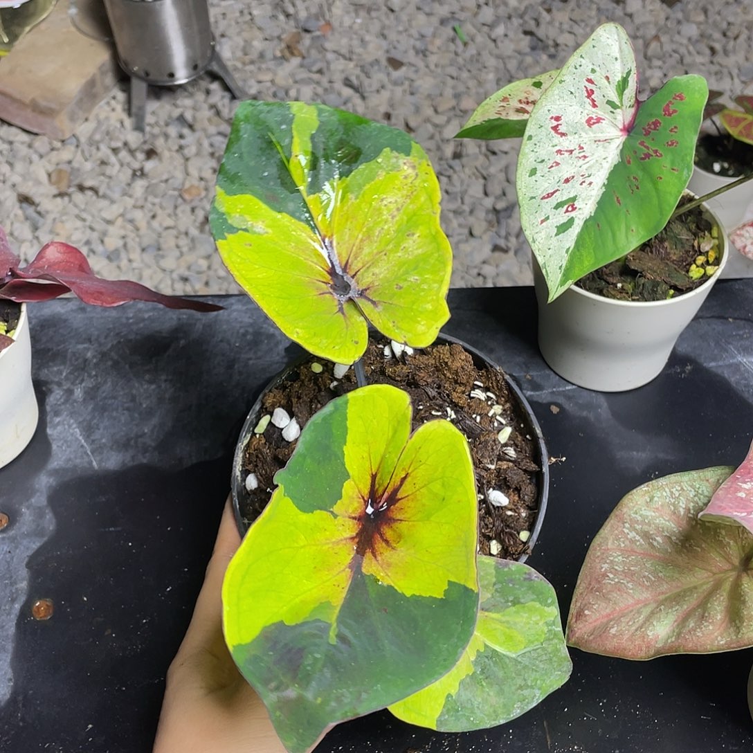 无花朵黄绿养定发货