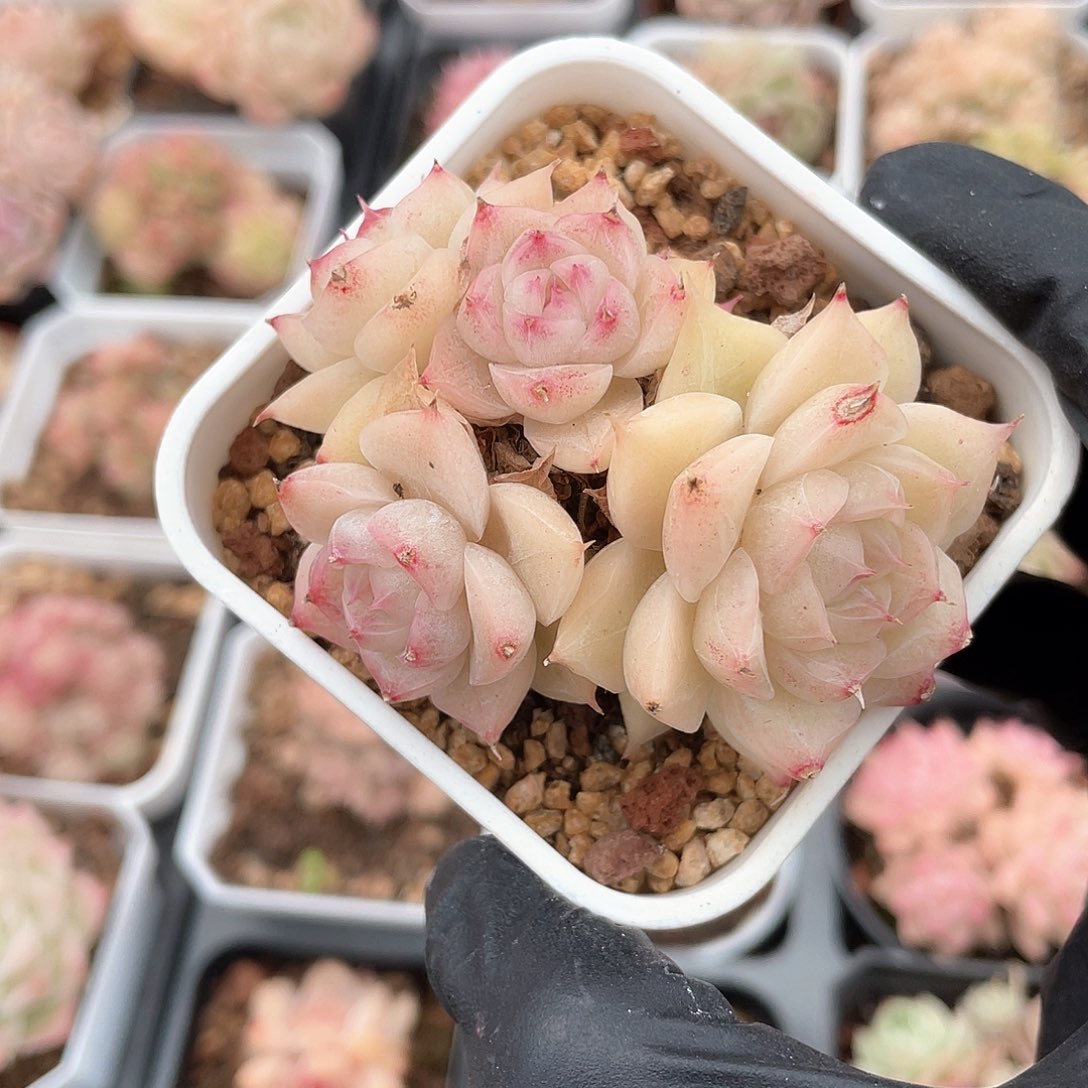 优选麦秆福利9473