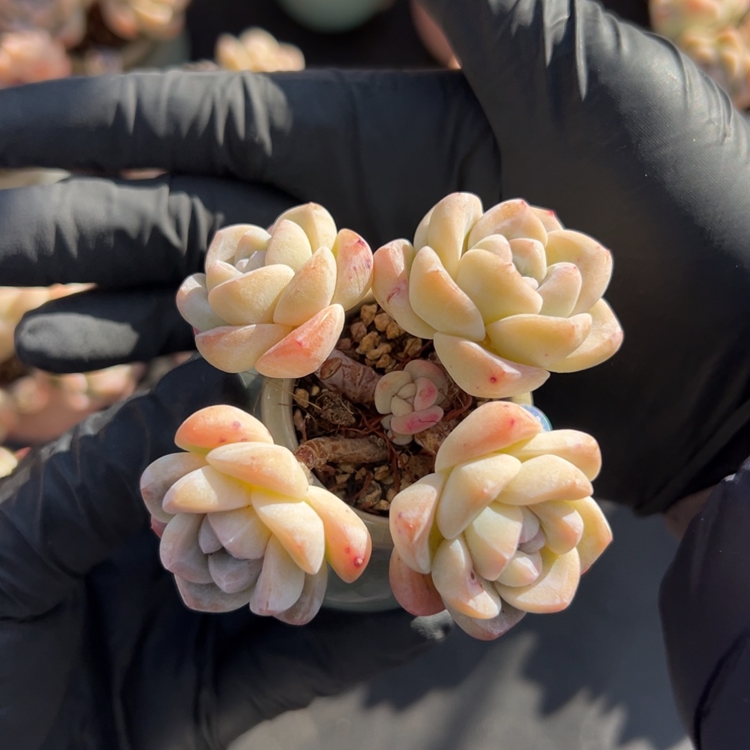 四头冰玉带俩个崽带盆