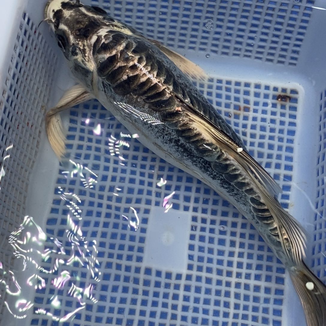锦鲤冷水冷水锦鲤包邮
