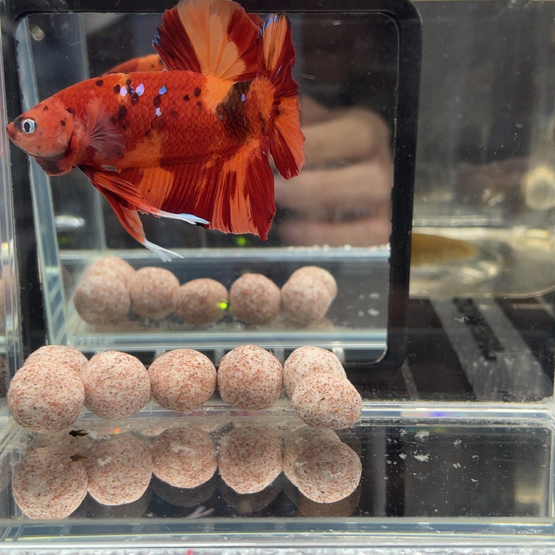 斗鱼12.27 巨斗094