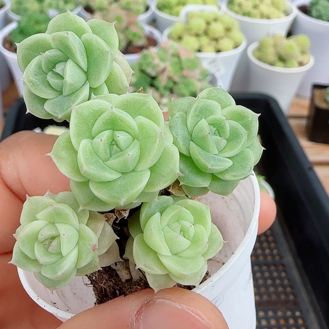 【闪购商品】0601-116脱土福利