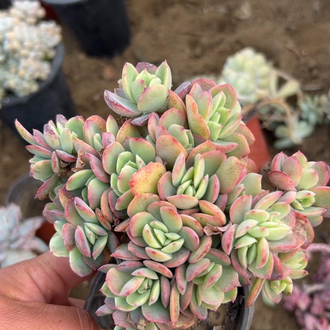 多肉植物多肉植物