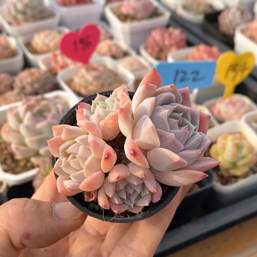 精品多肉一物一拍不包整91