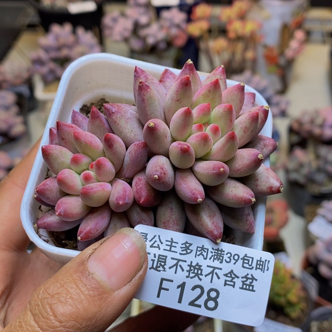 128金鱼姬多肉5c m