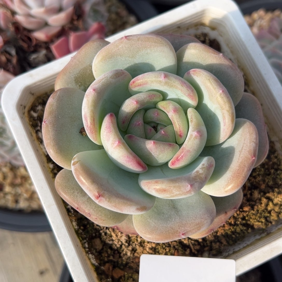 吃****?5211肉肉肉肉肉肉肉