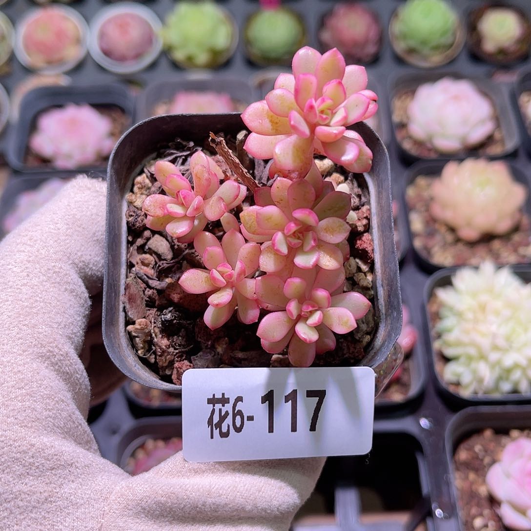 花利美6-117塔洛克锦瑕疵