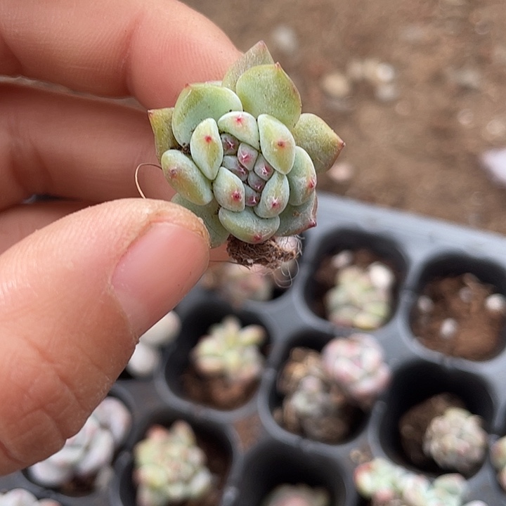 星影缀随机发满18包邮