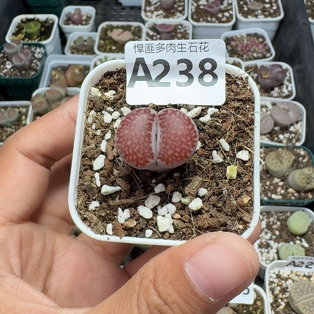 238多肉植物多肉植物