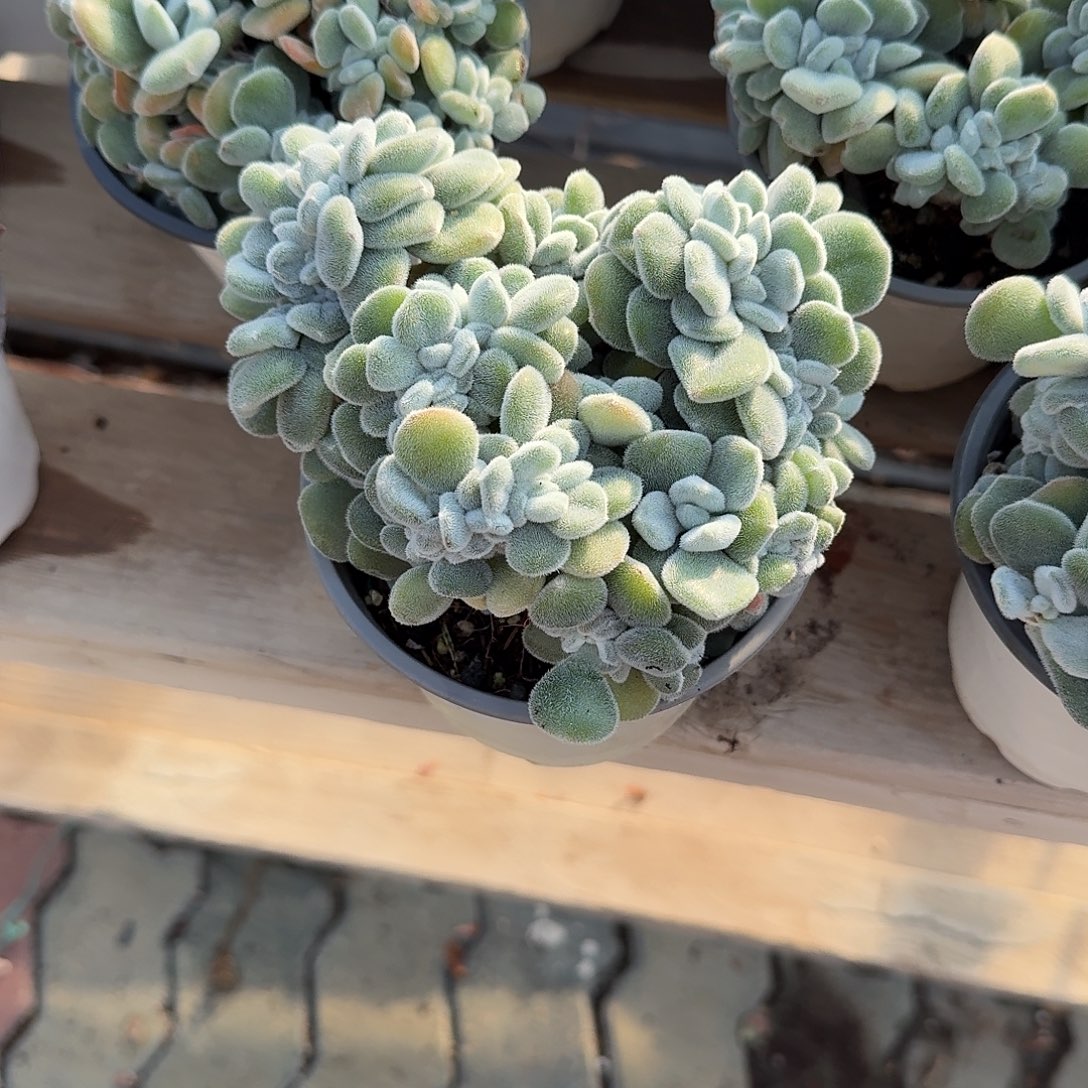 雪晃星多肉植物精品