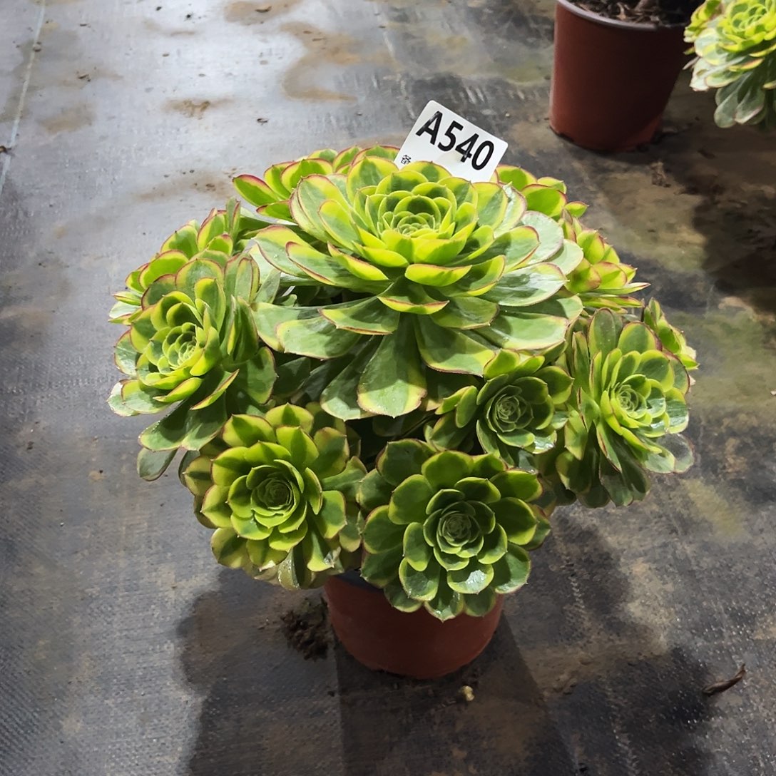 c***u多肉植物奶白锦540多肉