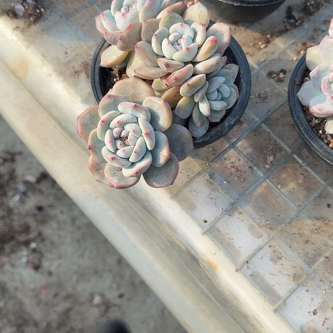 紫心石榴籽4头福利价