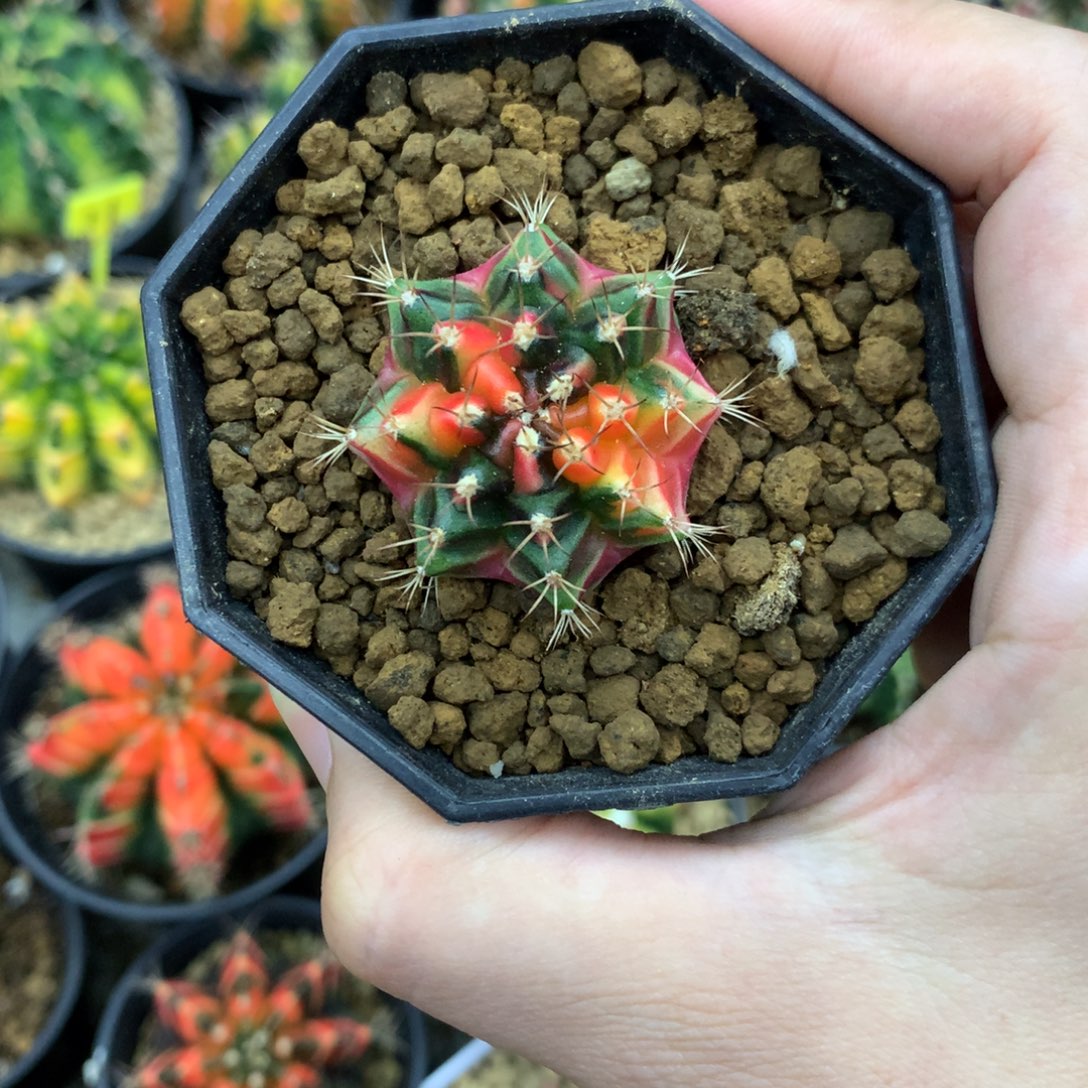 仙人球米哈牡丹锦