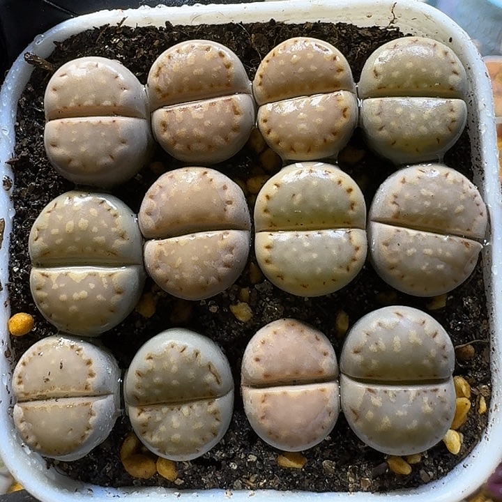 生石花111111。  杏仁饼干。  126