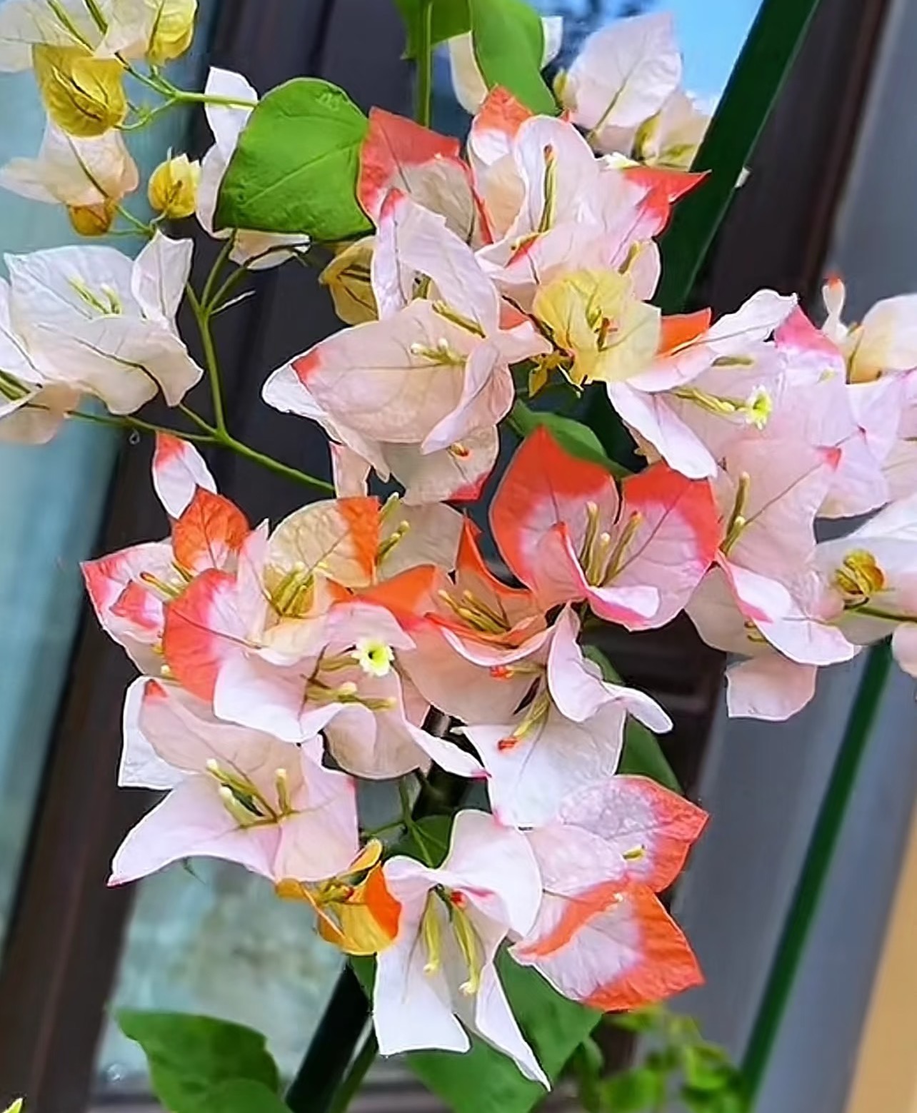 【高飘 橙口红】带盆土观赏勤花耐活三角梅