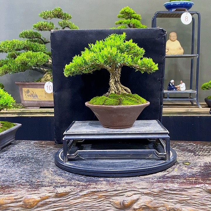 无花朵黄杨盆景四季常青