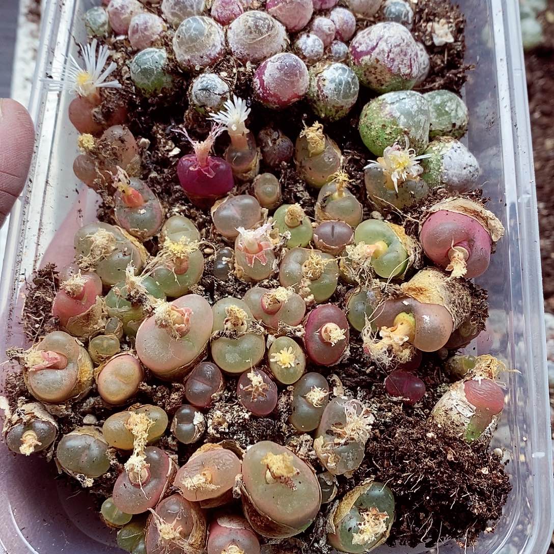 许***儿165灯泡呃呃呃呃呃呃呃呃呃呃呃