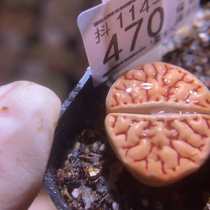 精品生石花114.470