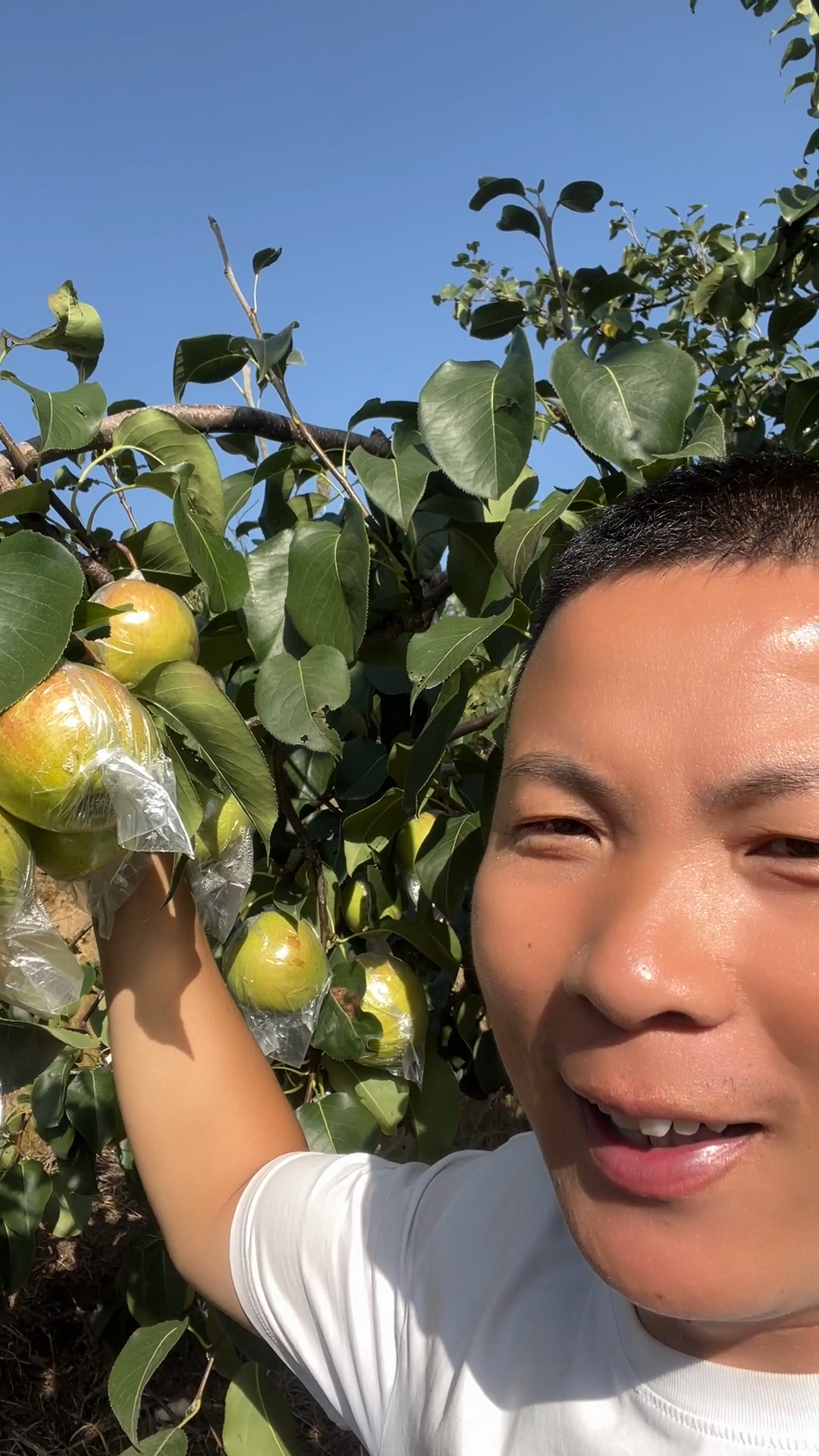 山西同川小兰家旱地玉露香梨