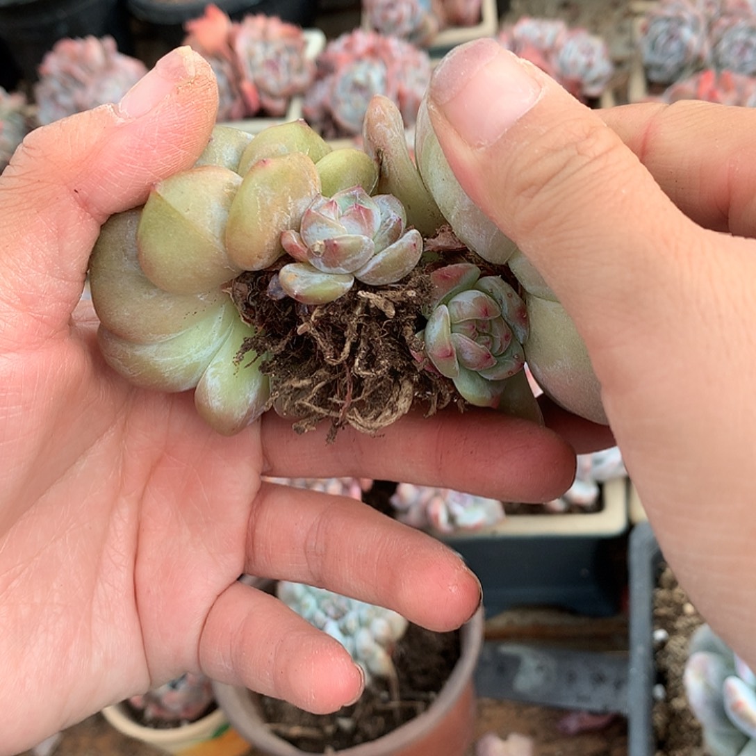 无砍哈哈哈哈哈哈哈8