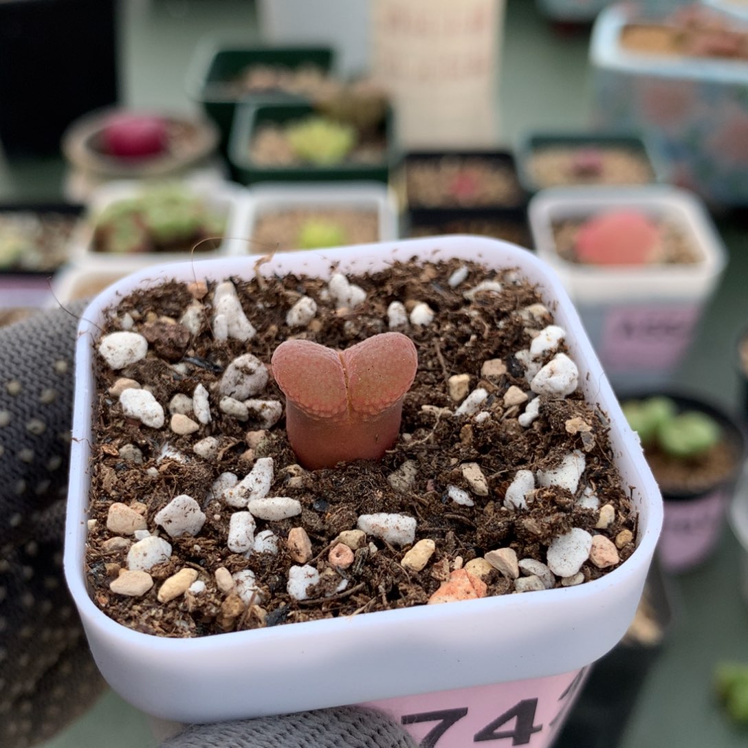 a743风铃母本一颗