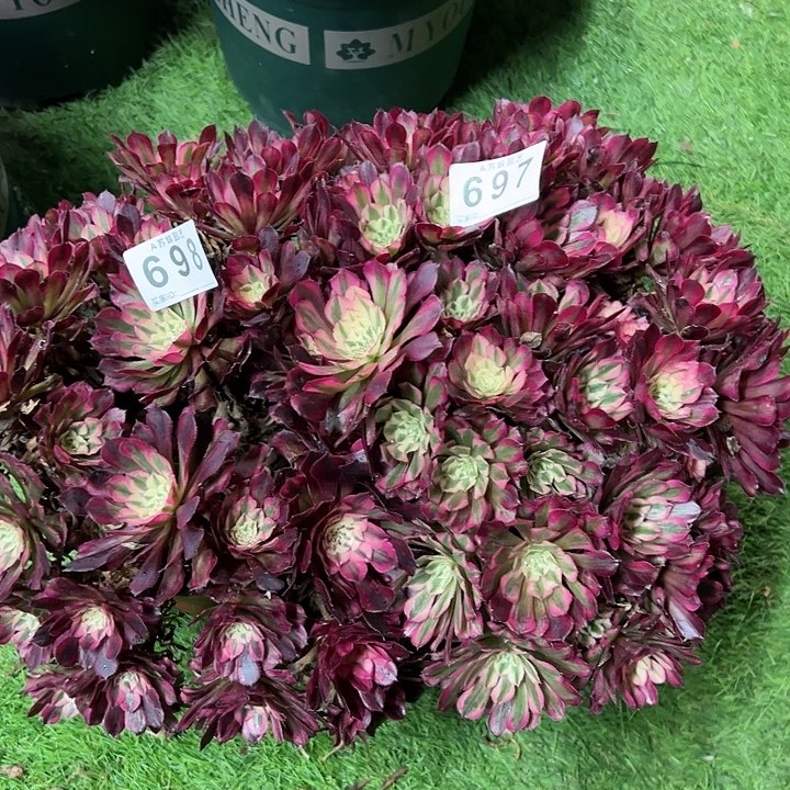 697698红铜白多肉植物