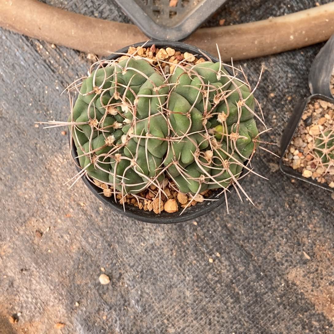 实生狂曲刺双头三枪玉一颗