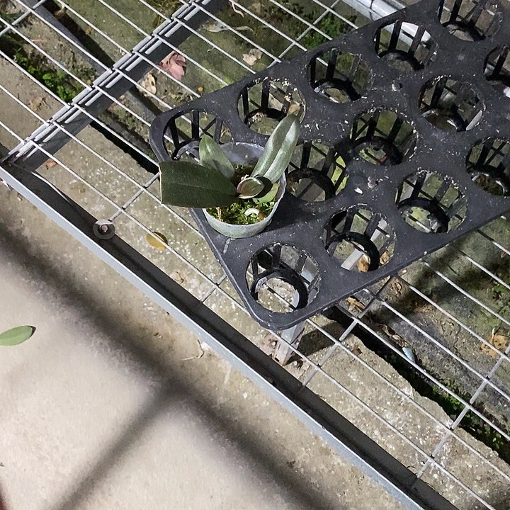 当前无花栽培后可以开花叶损哈根达斯