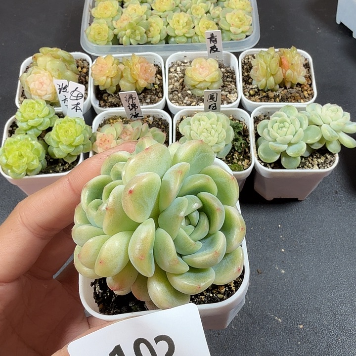 甜心童话一物一拍102