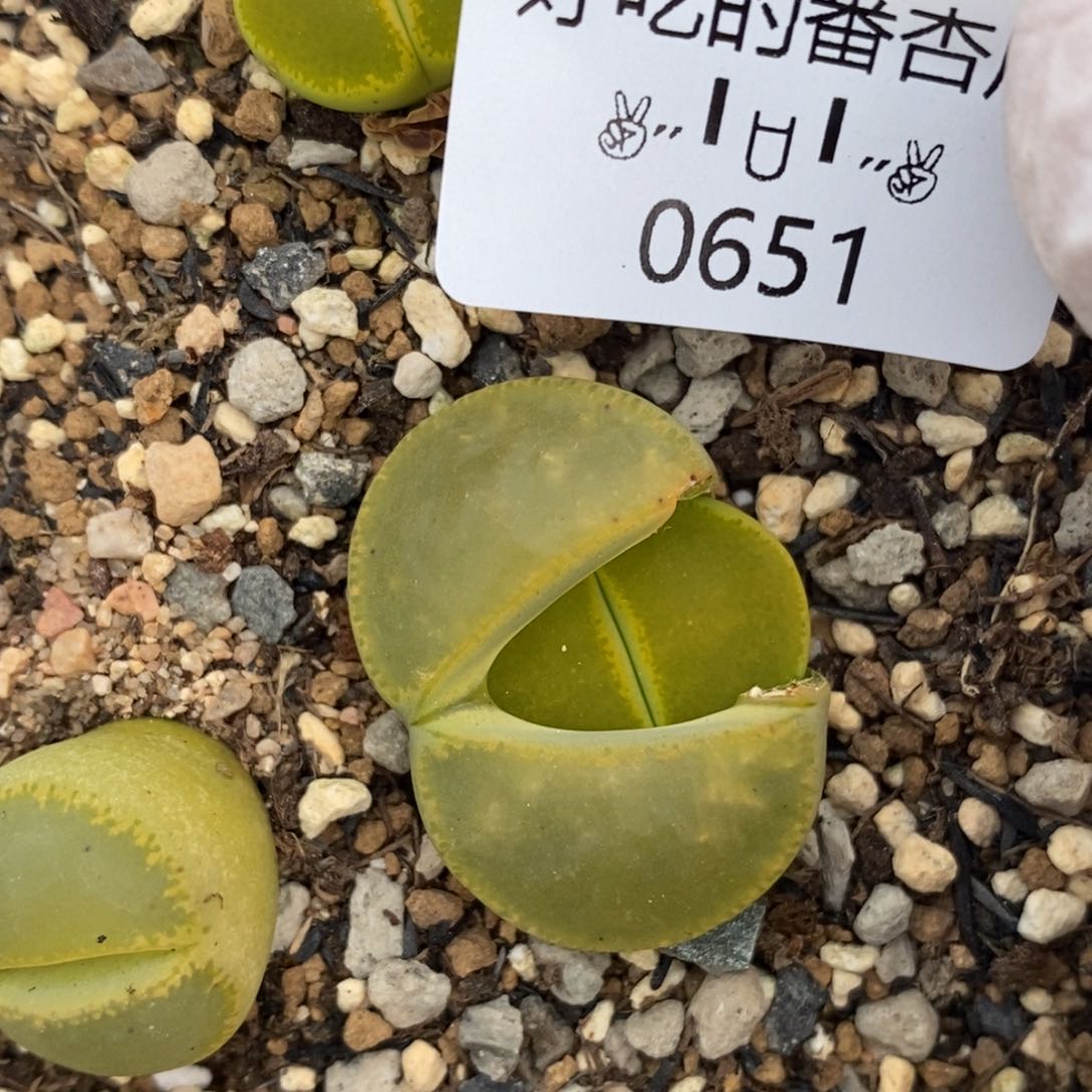 似*，0651。零下拍保温。