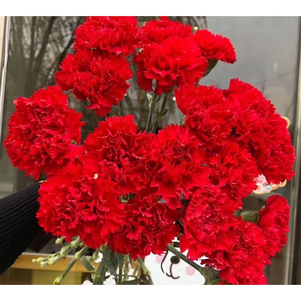 套餐03 跨年夜新年花束 红色腊梅一小把+红色康乃馨10支